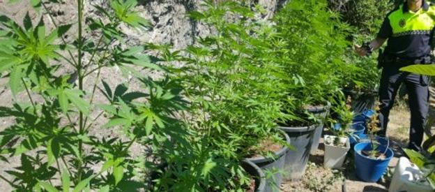 La Polic A Local Incauta Plantas De Marihuana En Una Finca De Torrox